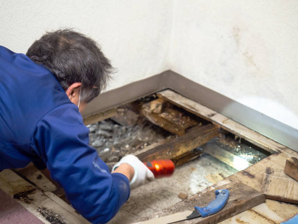Best Professional Mold Removal  in Kealakekua, HI
