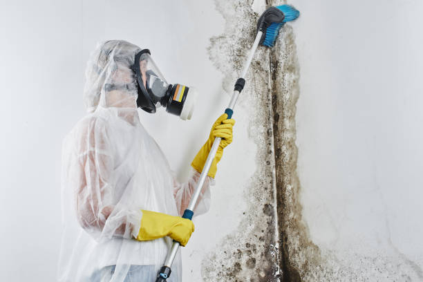 Best Mold Removal Near Me  in Kealakekua, HI
