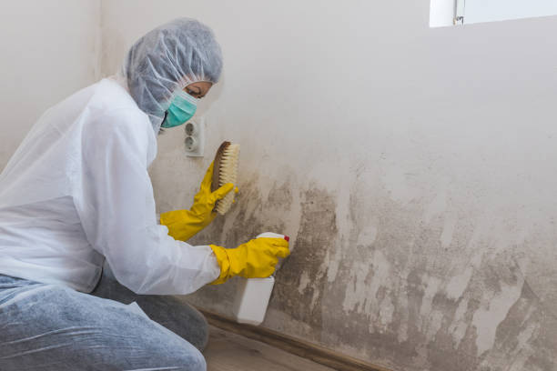 Best Residential Mold Removal  in Kealakekua, HI