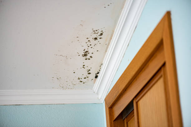 Best Mold Testing  in Kealakekua, HI