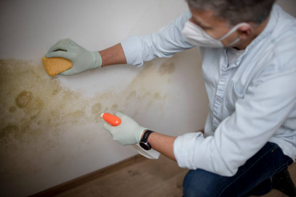 Best Mold Removal Near Me  in Kealakekua, HI