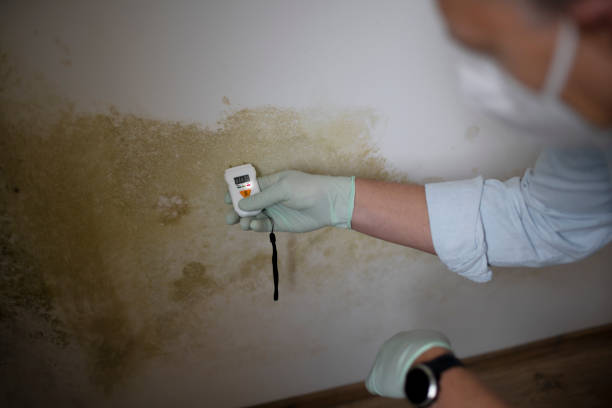 Best Certified Mold Removal  in Kealakekua, HI
