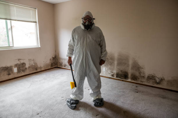 Best Attic Mold Removal  in Kealakekua, HI