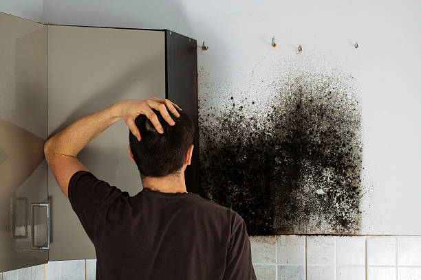 Best Emergency Mold Removal  in Kealakekua, HI