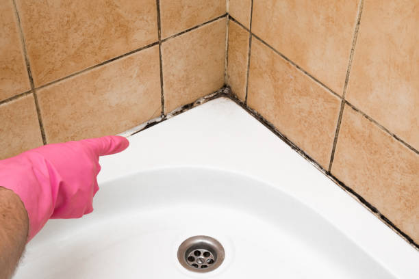 Best Mold Remediation  in Kealakekua, HI