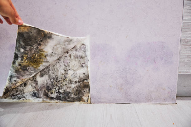 Best Commercial Mold Removal  in Kealakekua, HI
